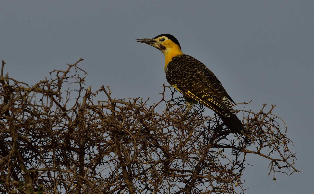 Campo Flicker - Miguel Ansenuza