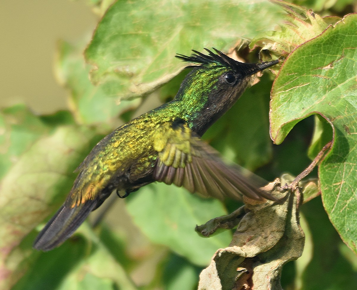 Antillean Crested Hummingbird - Steven Mlodinow