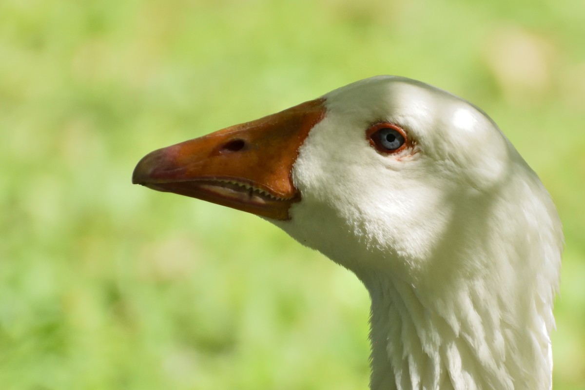 Graylag Goose (Domestic type) - Ricardo Arredondo