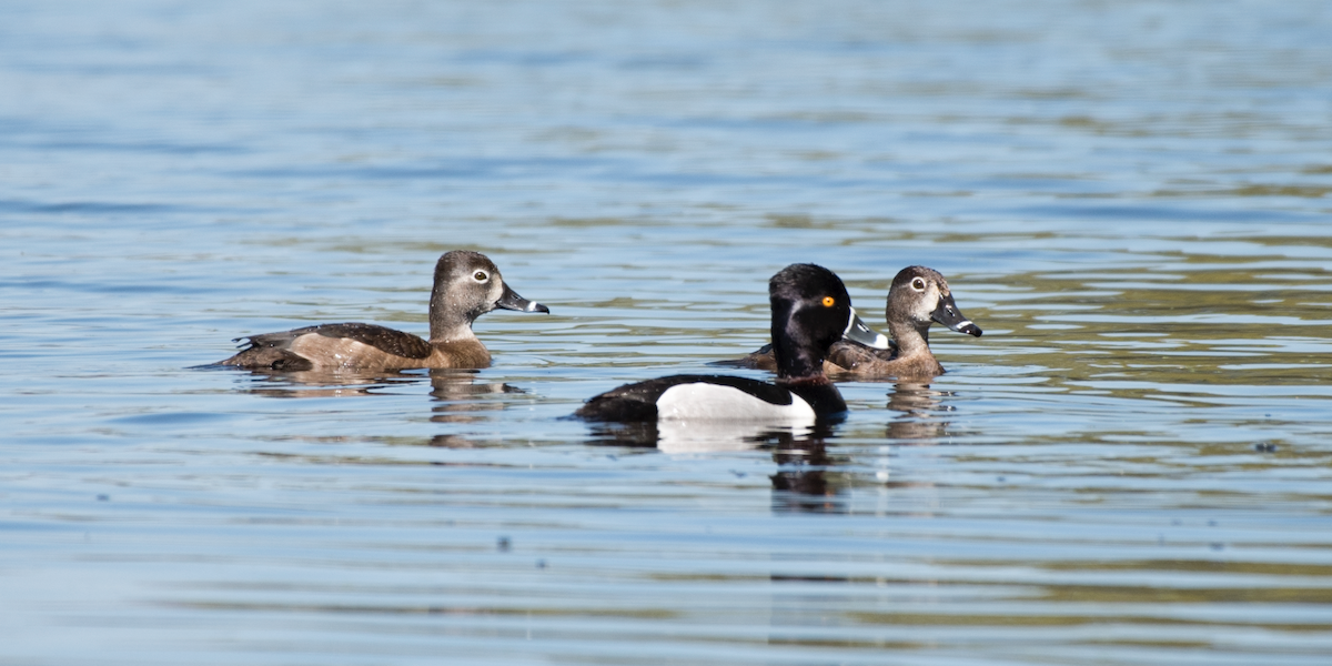 Ring-necked Duck - ML90346721