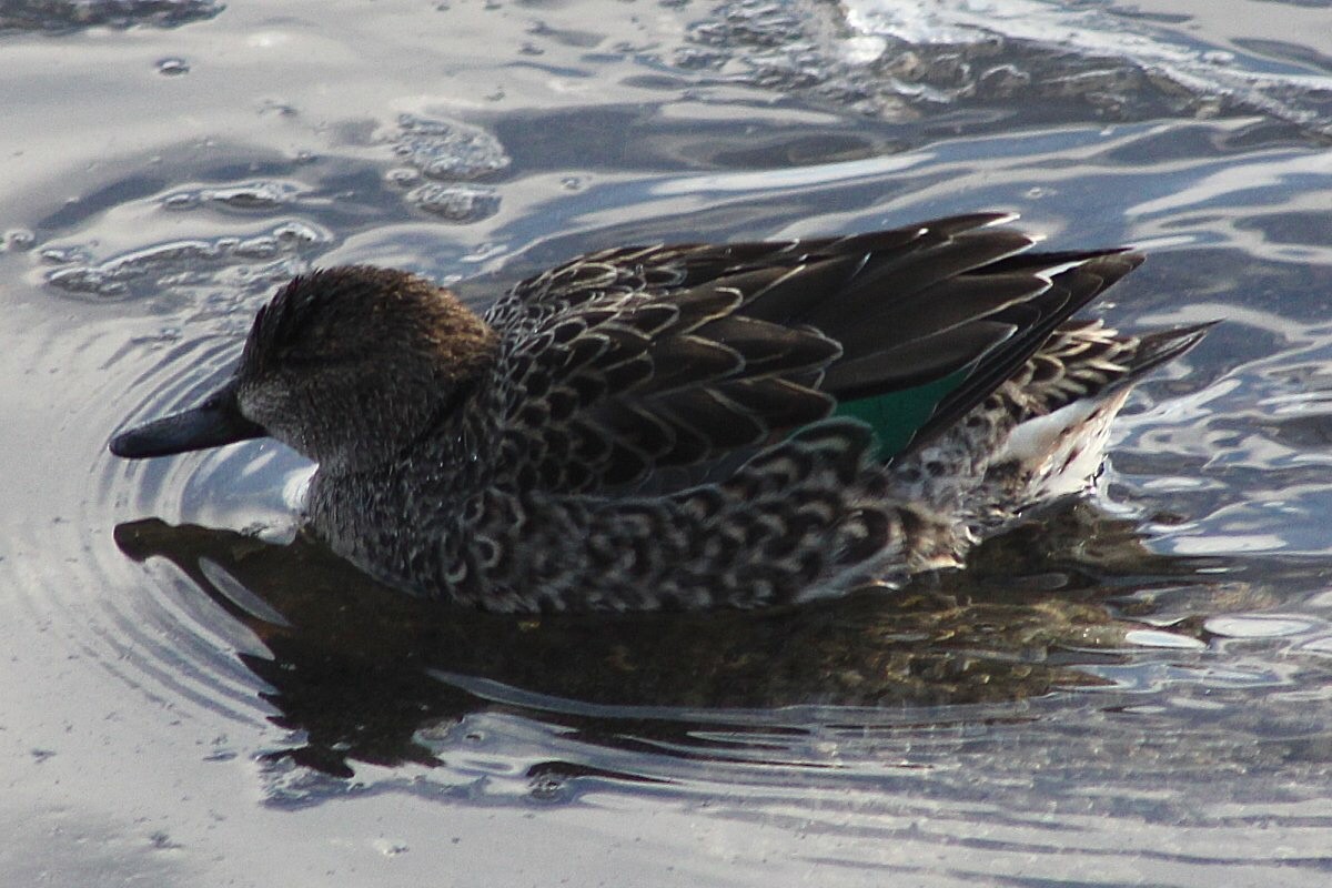 Green-winged Teal - ML90347961