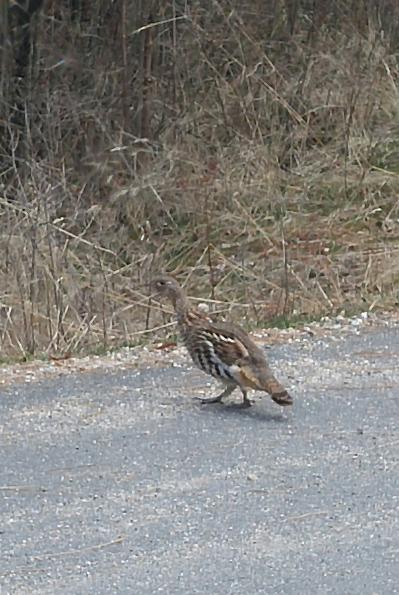 Ruffed Grouse - Russ Koppendrayer