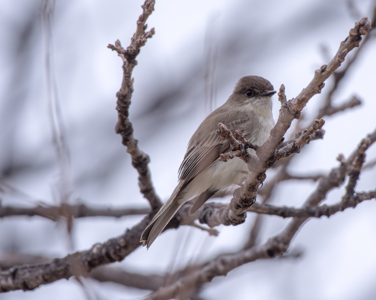 Eastern Phoebe - Debra Mootz