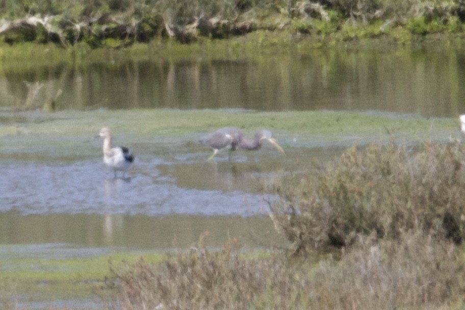 Tricolored Heron - ML90349491