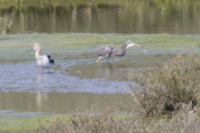 Tricolored Heron - ML90349501