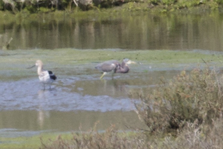 Tricolored Heron - ML90349511