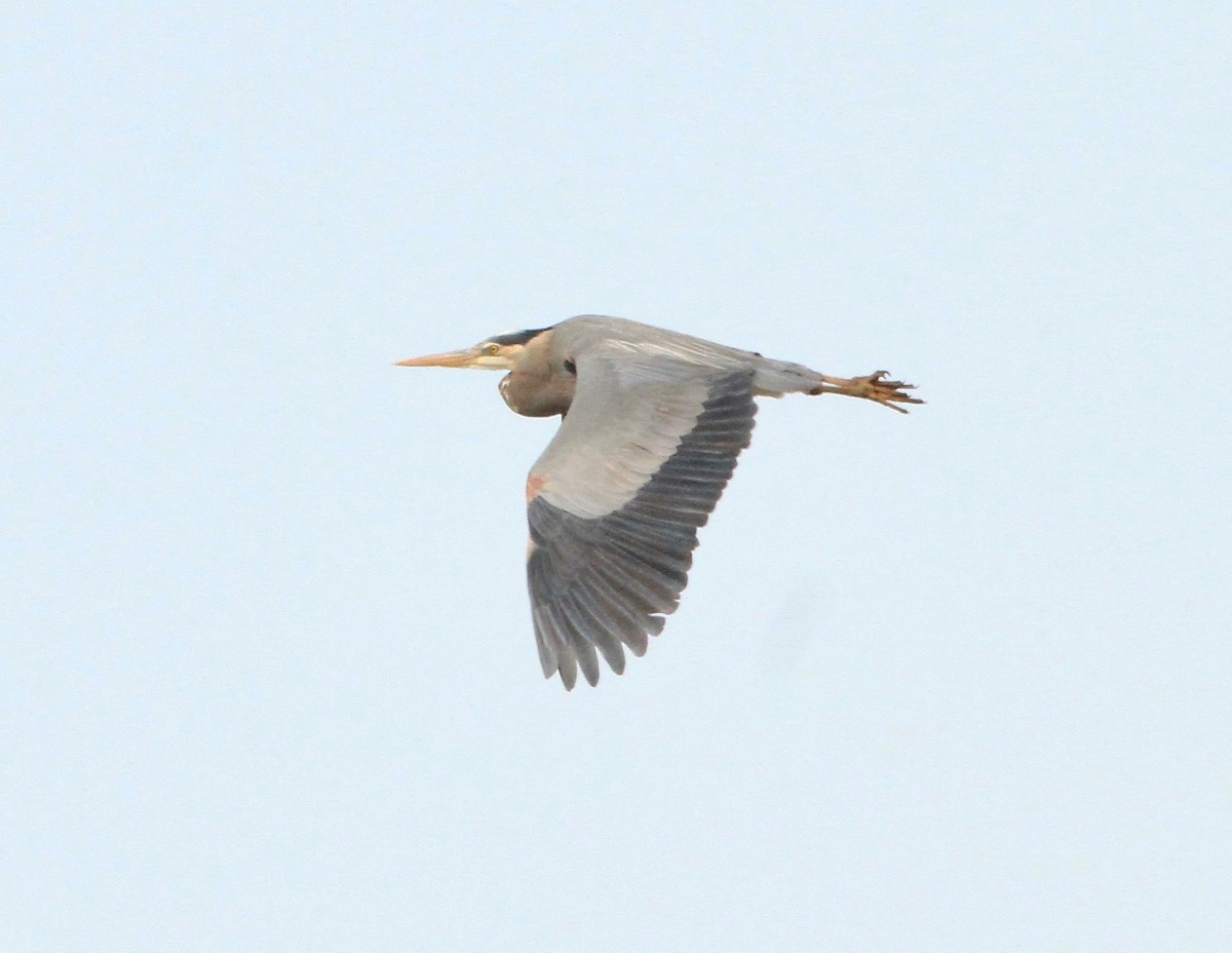 Great Blue Heron - Adam Dudley