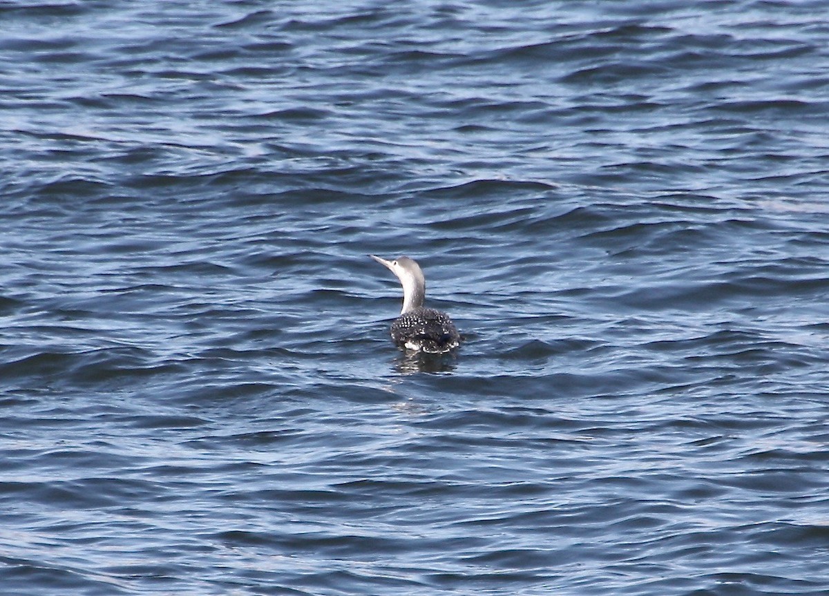 Red-throated Loon - ML90350591