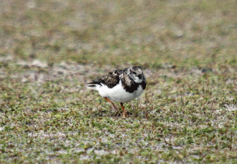 Ruddy Turnstone - ML90352191