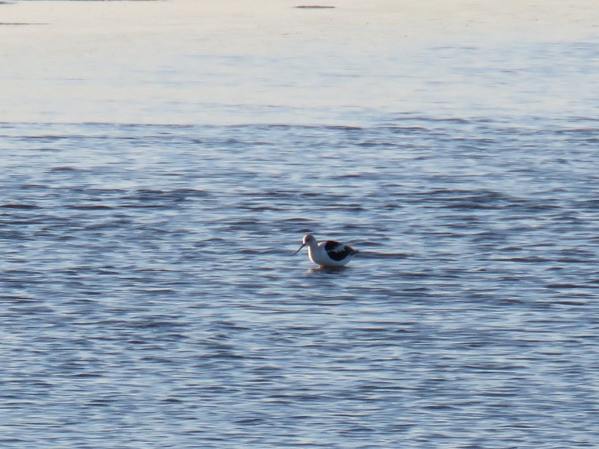 Avoceta Americana - ML90355731