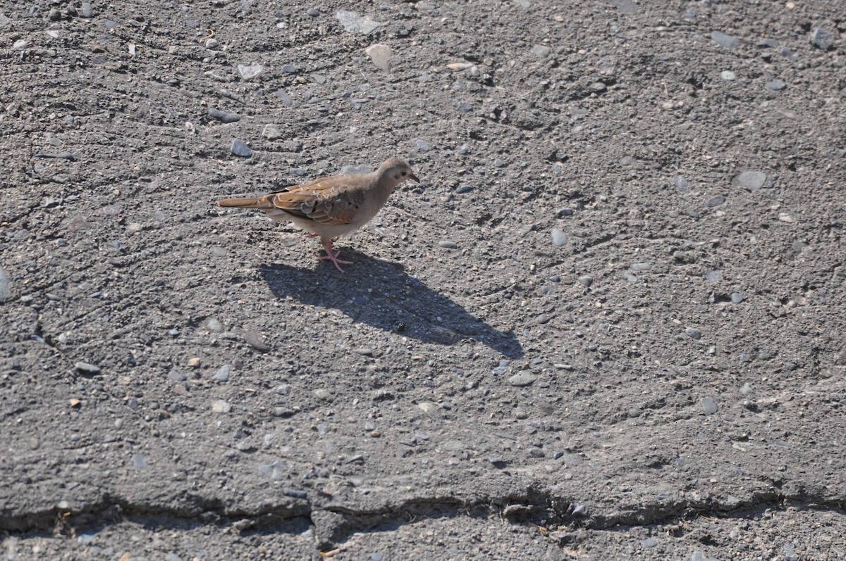 Ruddy Ground Dove - ML90356181