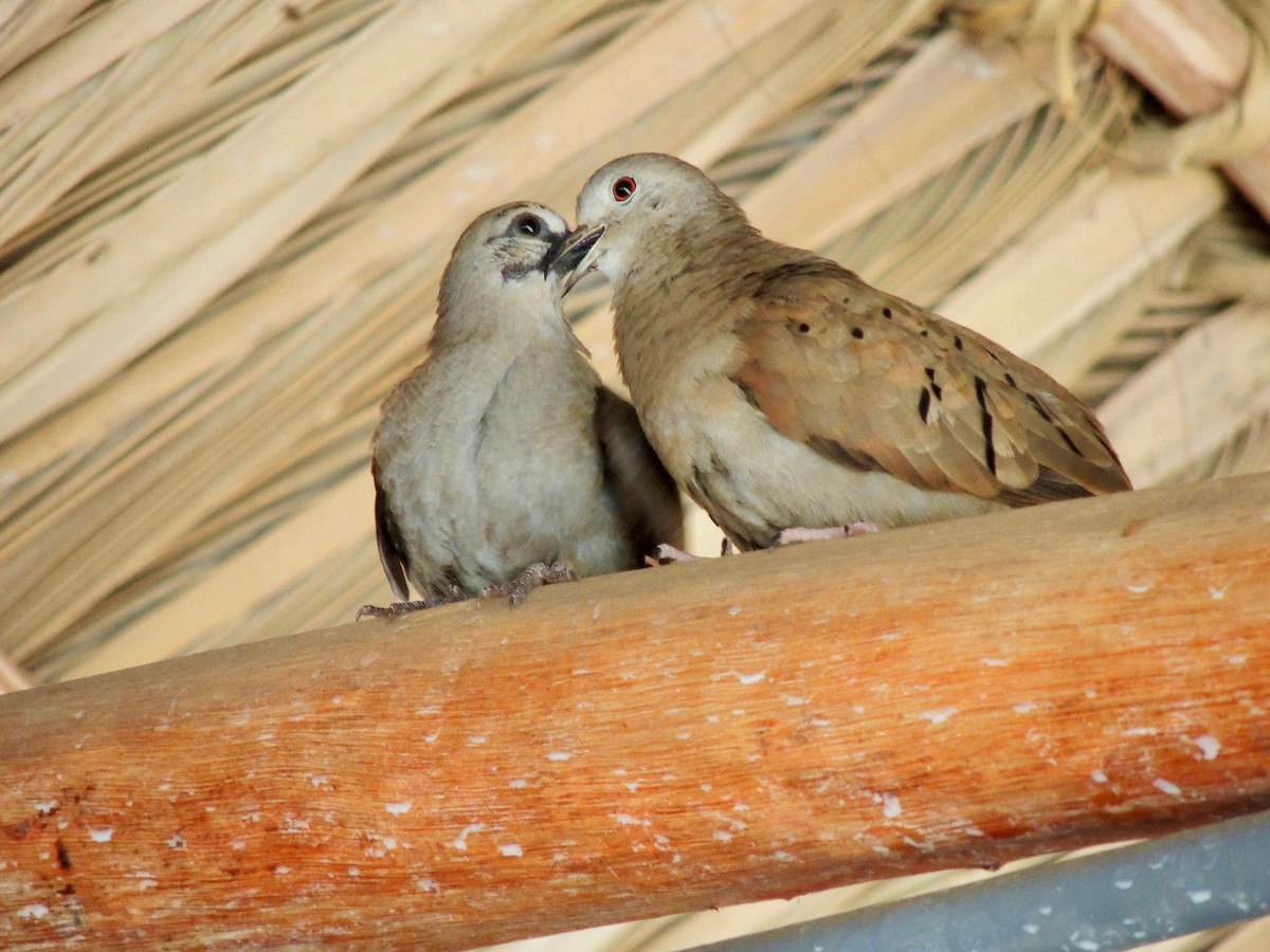 Ruddy Ground Dove - ML90357281