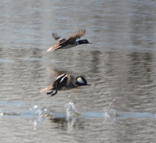 Hooded Merganser - ML90357901