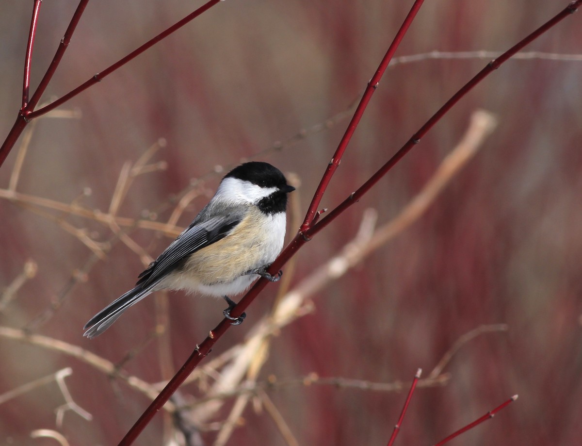 Black-capped Chickadee - ML90359061