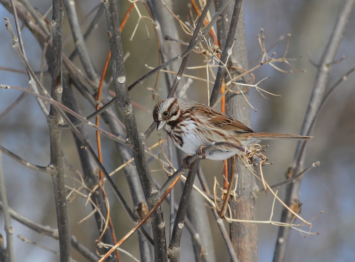 Song Sparrow (melodia/atlantica) - Shawn Billerman