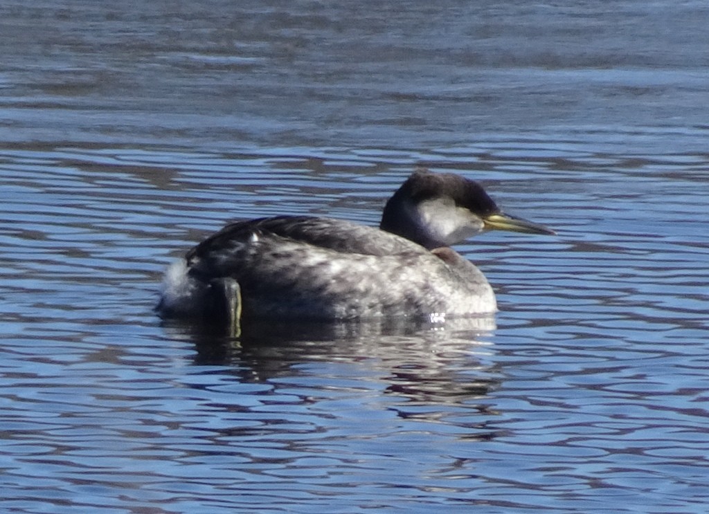 Red-necked Grebe - ML90359941