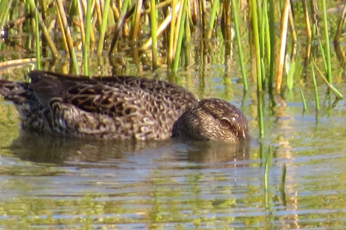 Green-winged Teal - ML90360081
