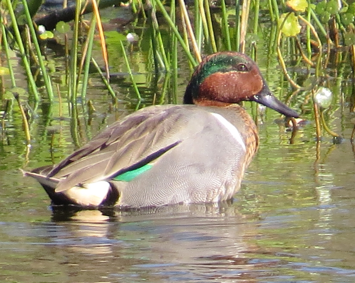 Green-winged Teal - ML90360161