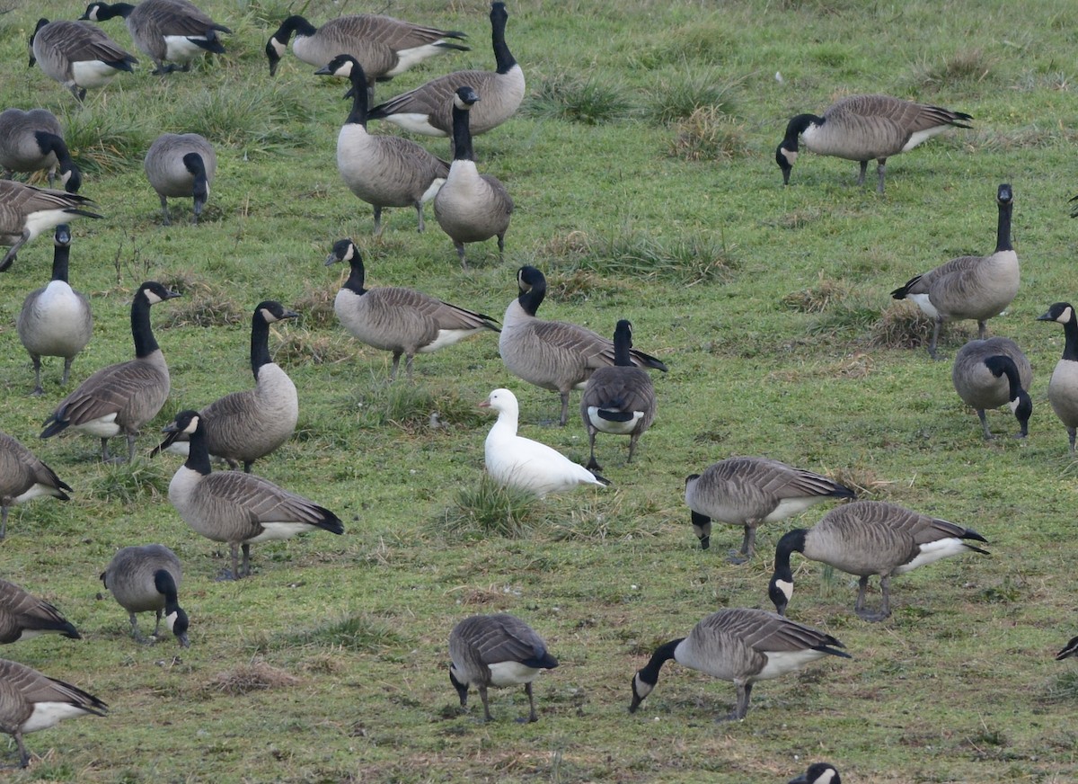 Ross's Goose - ML90361431