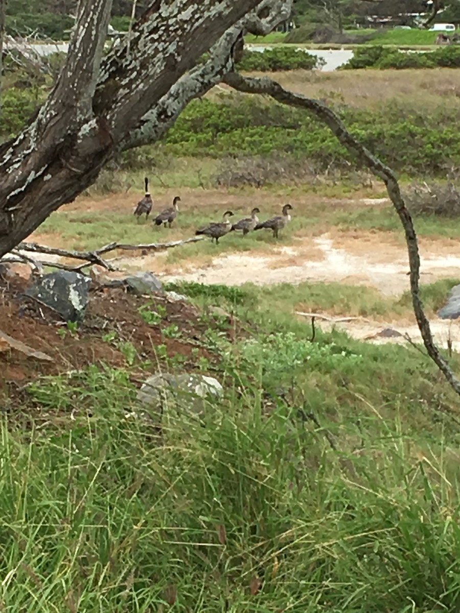 Hawaiian Goose - ML90364191