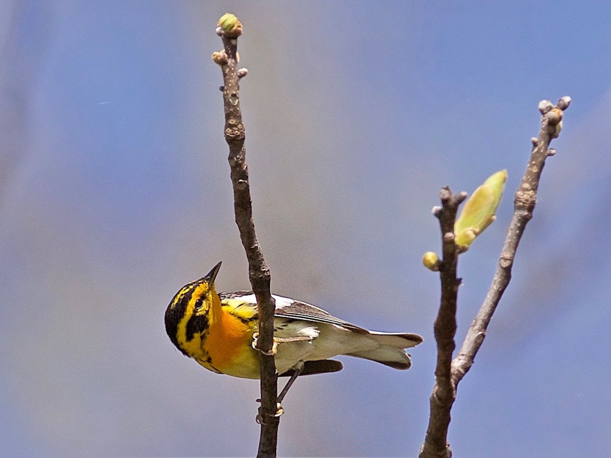 Blackburnian Warbler - Jack & Holly Bartholmai