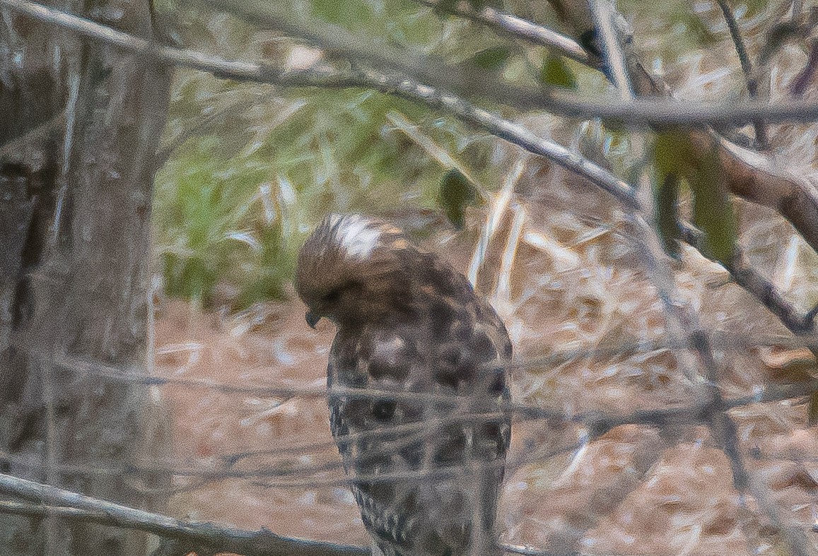 Red-shouldered Hawk - ML90369621