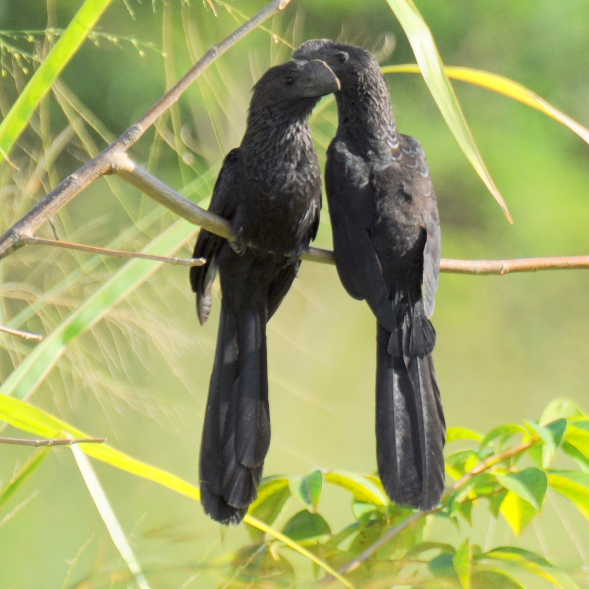 Smooth-billed Ani - Diana Flora Padron Novoa