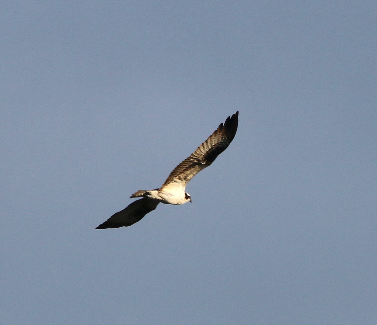 Osprey - ML90371921