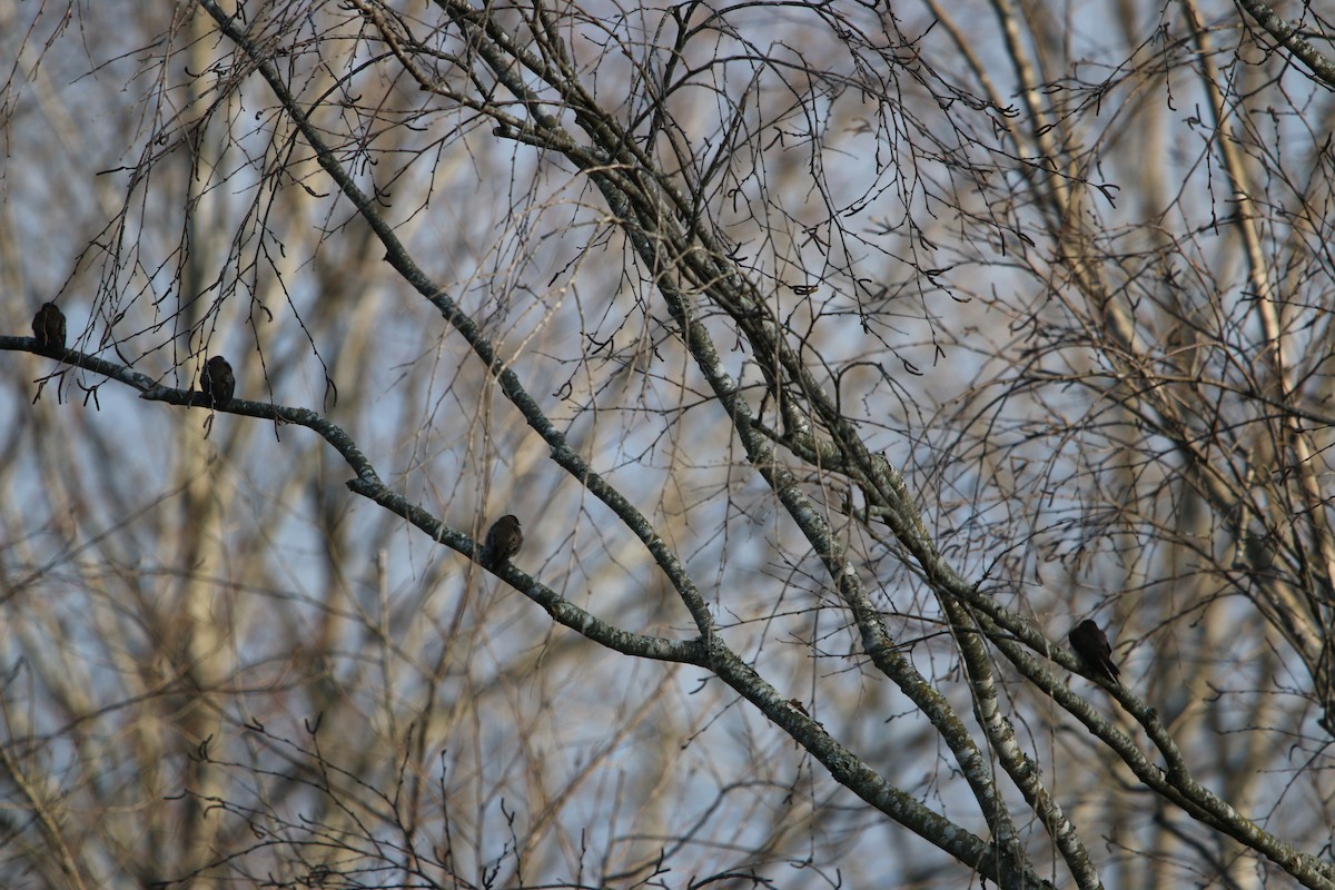 Northern Rough-winged Swallow - ML90372011