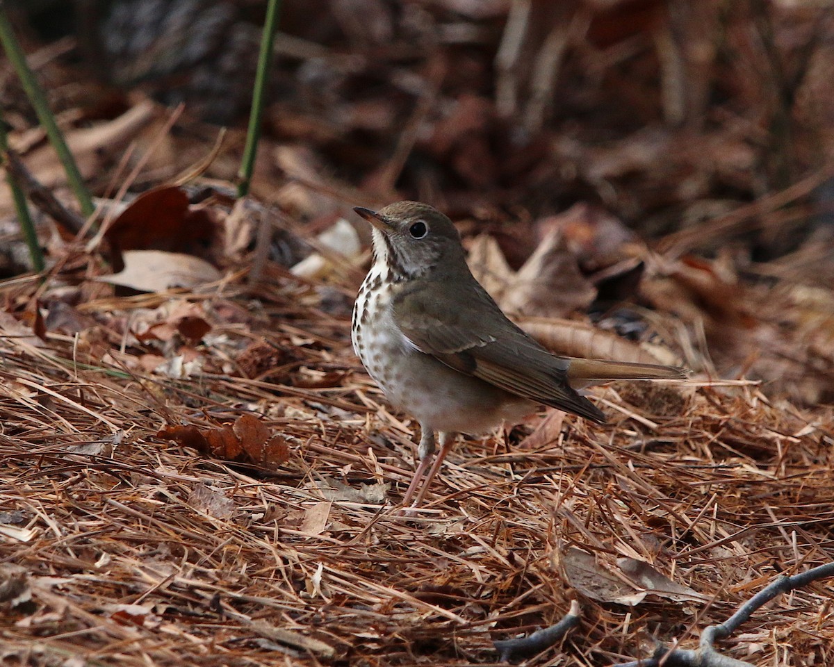 Hermit Thrush - ML90372111