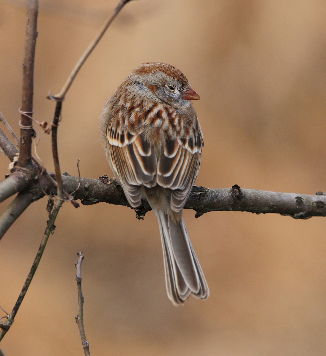 Field Sparrow - ML90372171