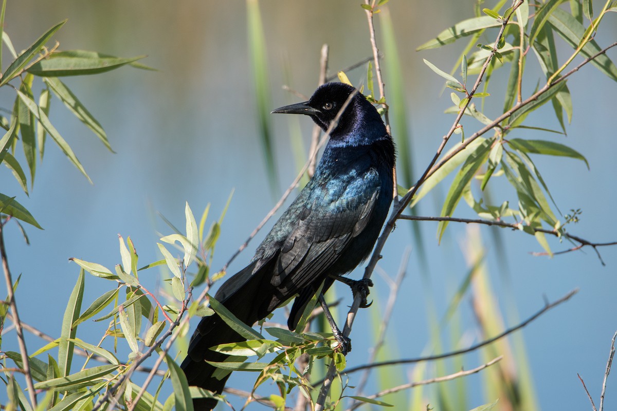 Boat-tailed Grackle - ML90373171