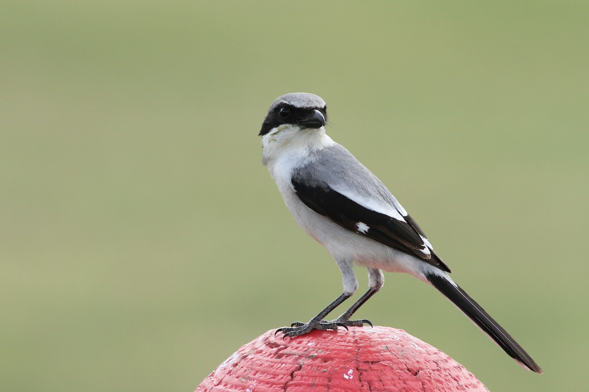 Loggerhead Shrike - ML90373221