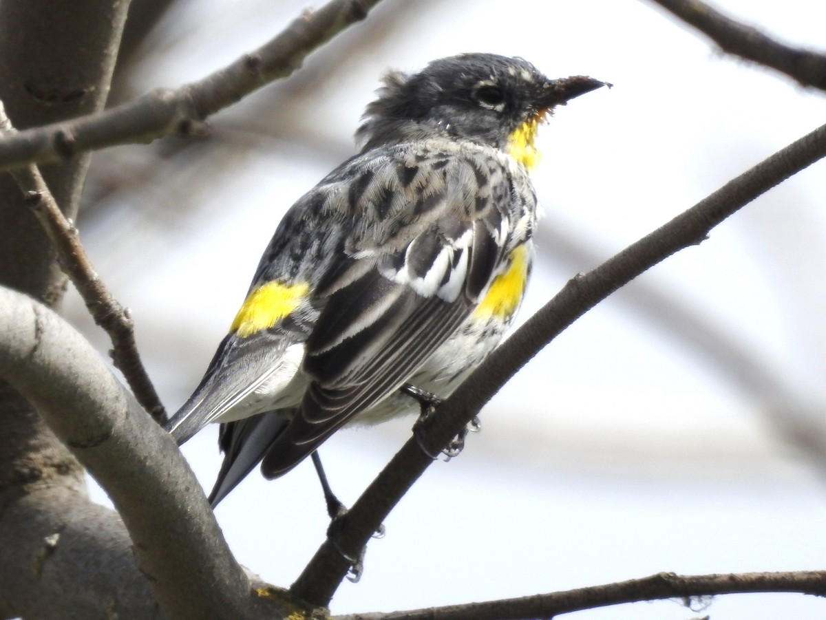 Yellow-rumped Warbler - ML90374661