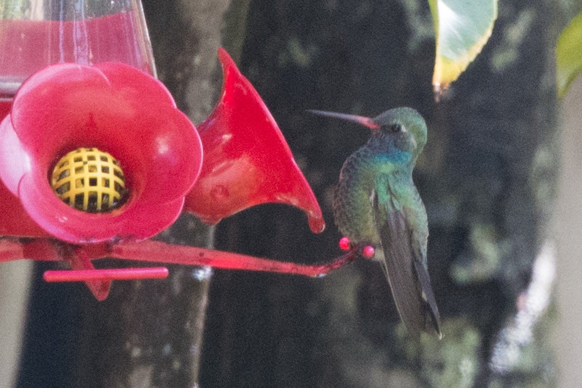 Ширококлювый колибри - ML90375251