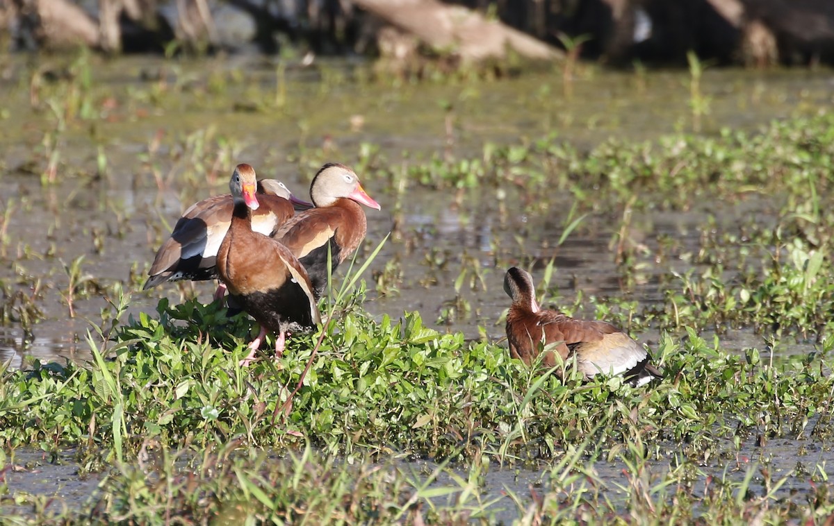 Black-bellied Whistling-Duck - ML90375401