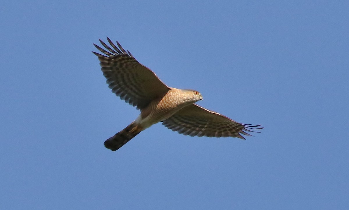 Sharp-shinned Hawk - ML90375761