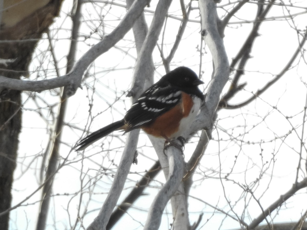 Spotted Towhee - ML90375881