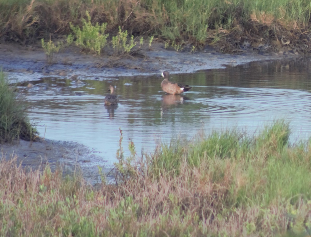 Blue-winged Teal - ML90376681