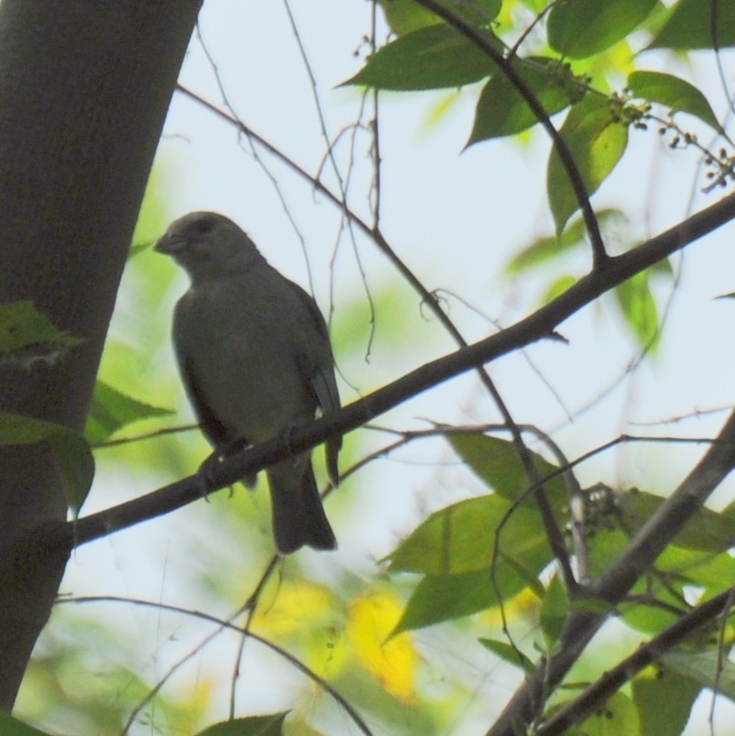 Blue-gray Tanager - ML90381381