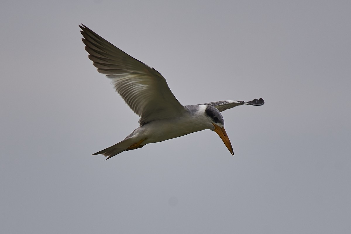 Large-billed Tern - Anonymous