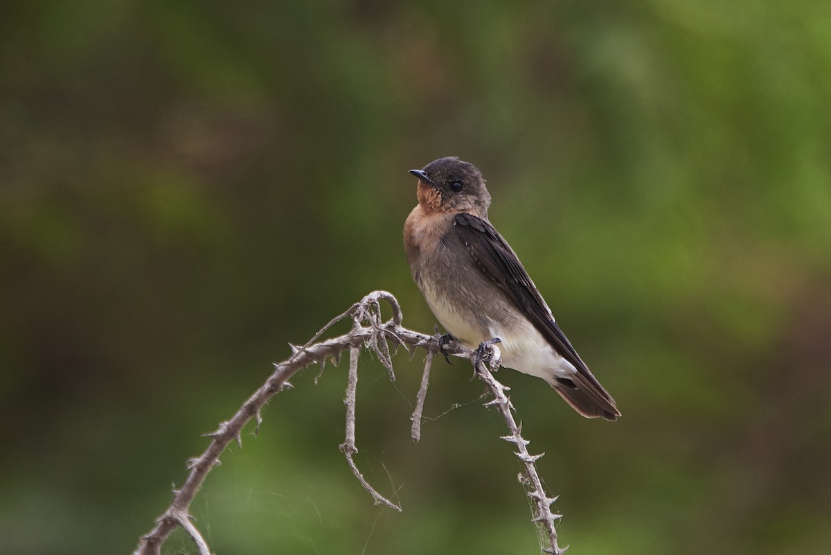 Golondrina Gorjirrufa - ML90382141