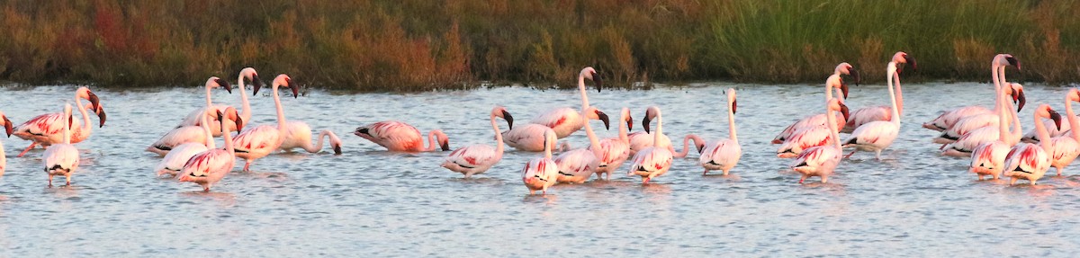 Lesser Flamingo - ML90382311