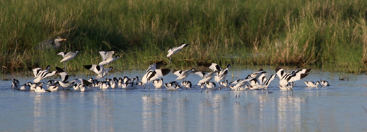 Avoceta Común - ML90382511