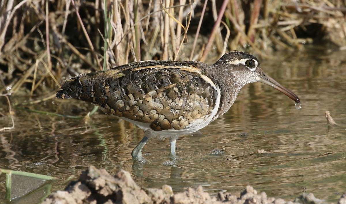 riksesnipe - ML90382701