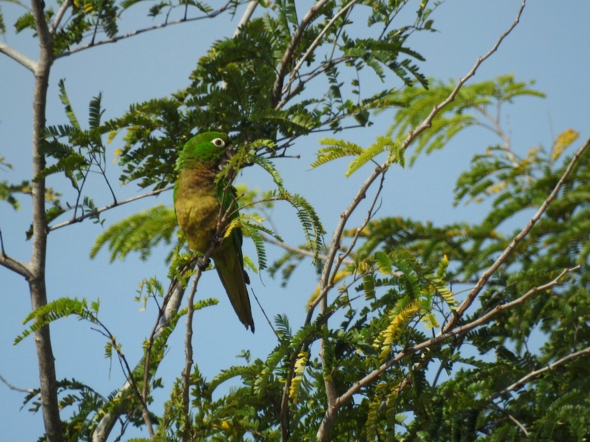 Olive-throated Parakeet (Aztec) - ML90382911