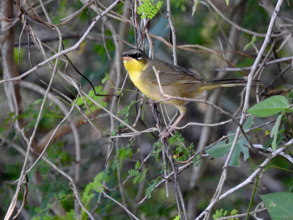 Gray-crowned Yellowthroat - ML90382981