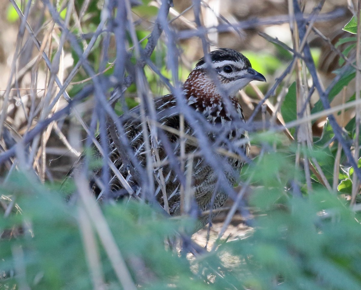 Crested Francolin - ML90383211