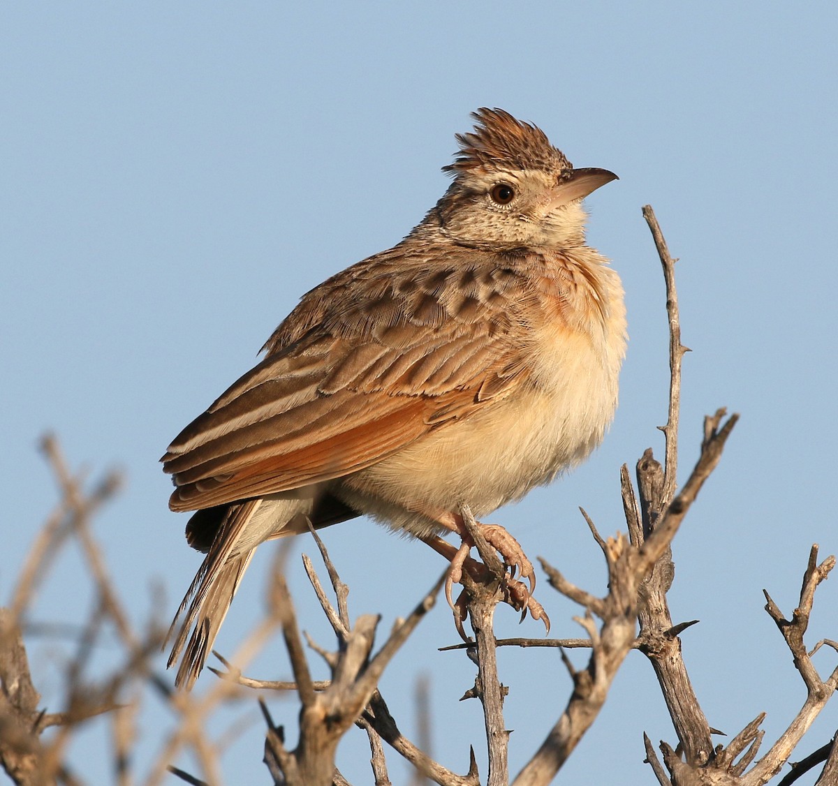 Rufous-naped Lark - ML90383291