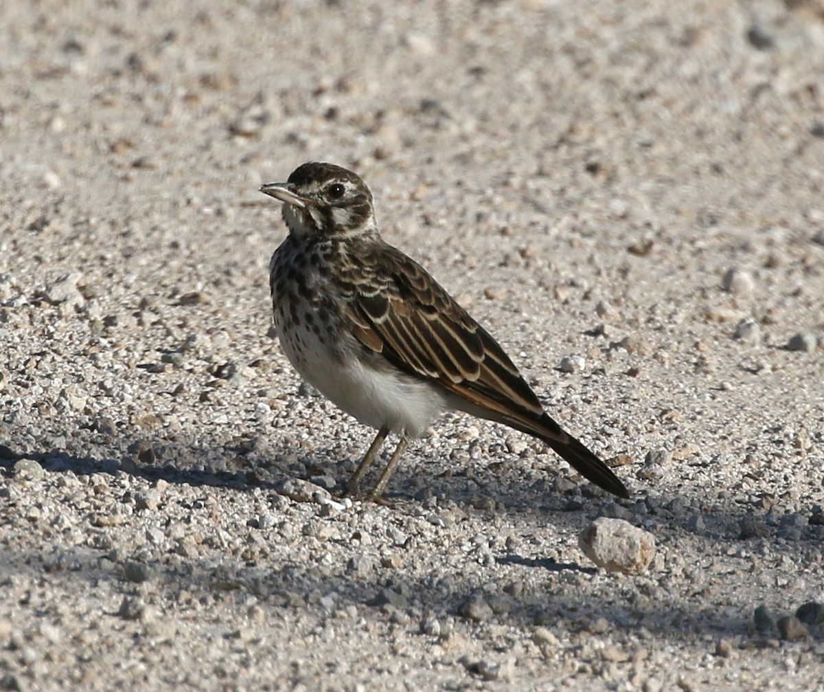 Dusky Lark - ML90383691